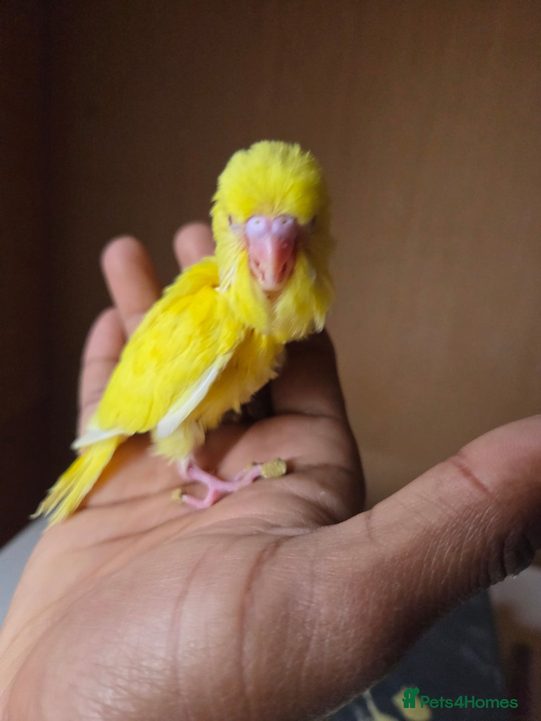 Budgerigars birds for sale: Hand reared baby budgies for sale - Image 4