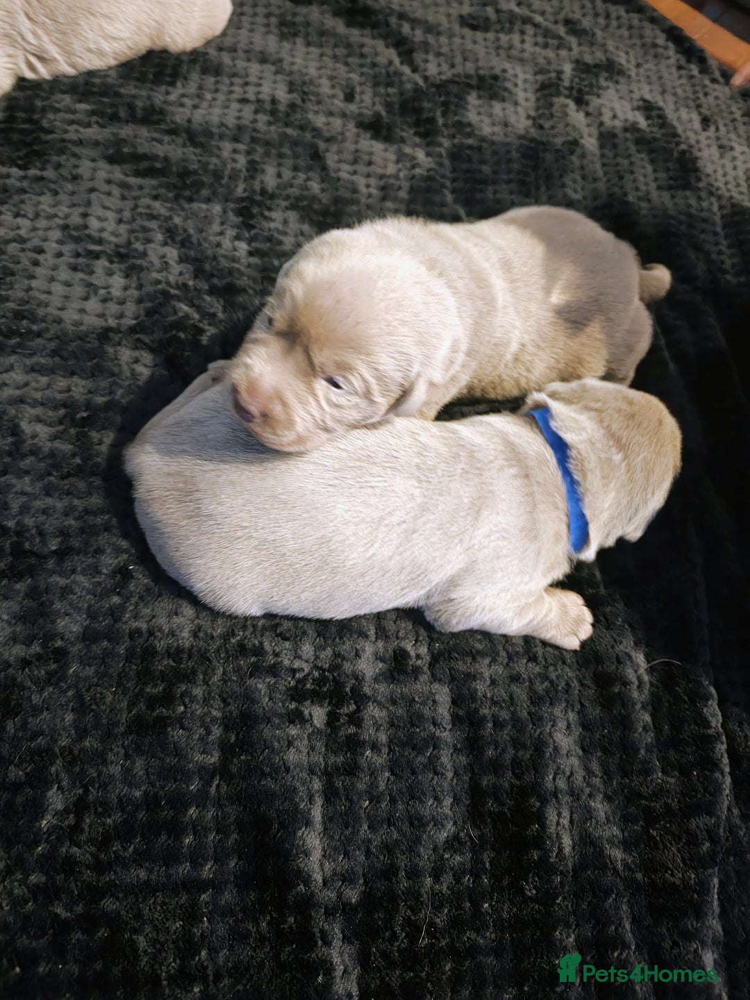 Labrador Retriever dogs for sale: Silver Labrador puppies  - Advert 9