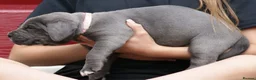 Cane Corso dogs for sale: 2 females left! Cane Corso puppies 9 weeks old - Advert 21