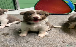 Border Collie dogs for sale: Fully health tested lilac and white kcreg puppies  - Image 2