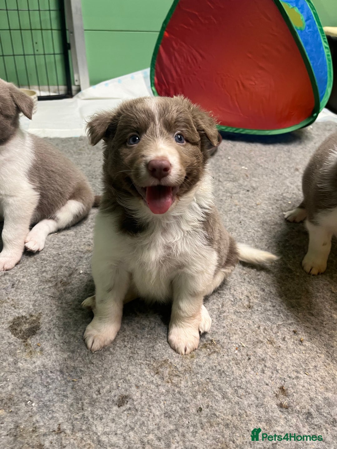 Border Collie dogs for sale: Fully health tested lilac and white kcreg puppies  - Image 2
