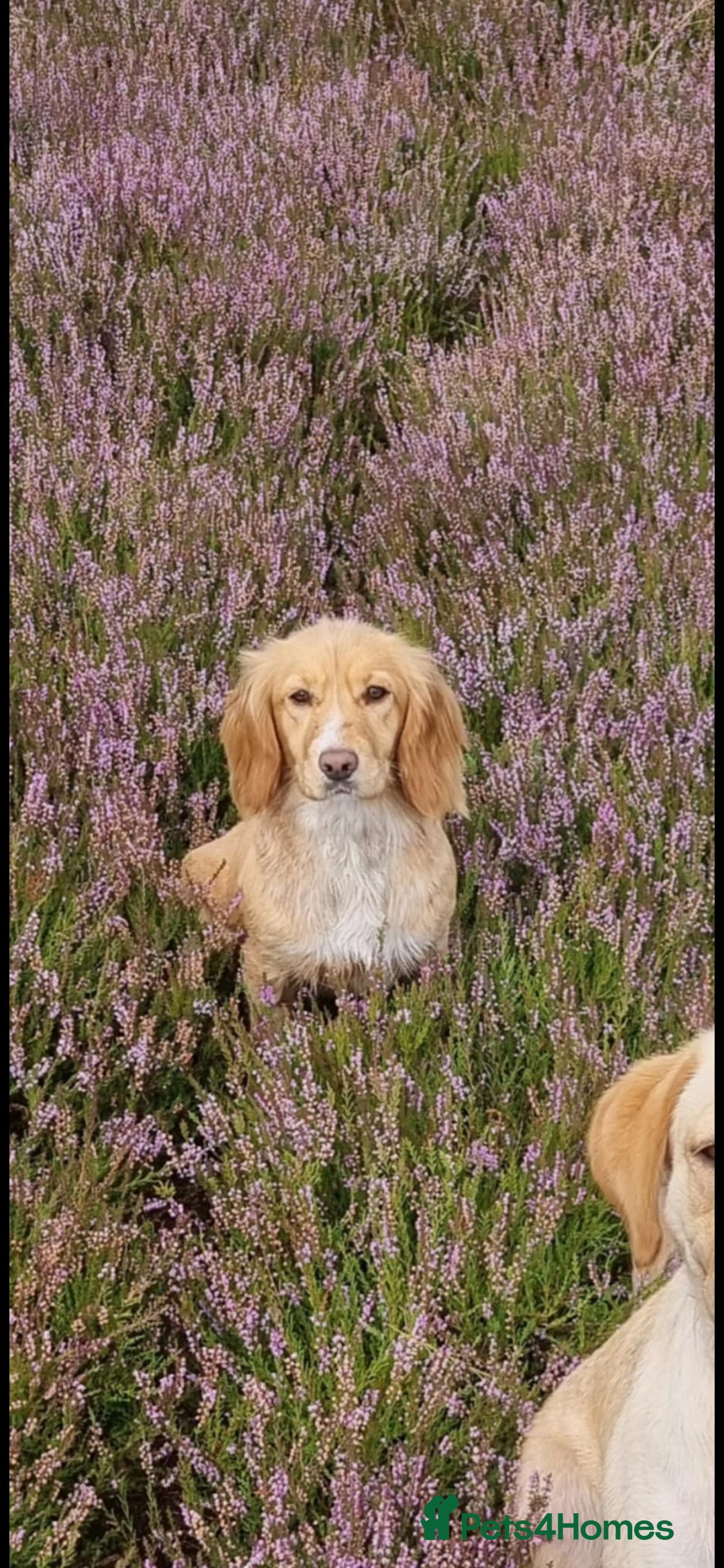 Cocker Spaniel dogs for sale: KC reg Working Cocker Spaniel Pups - Image 10