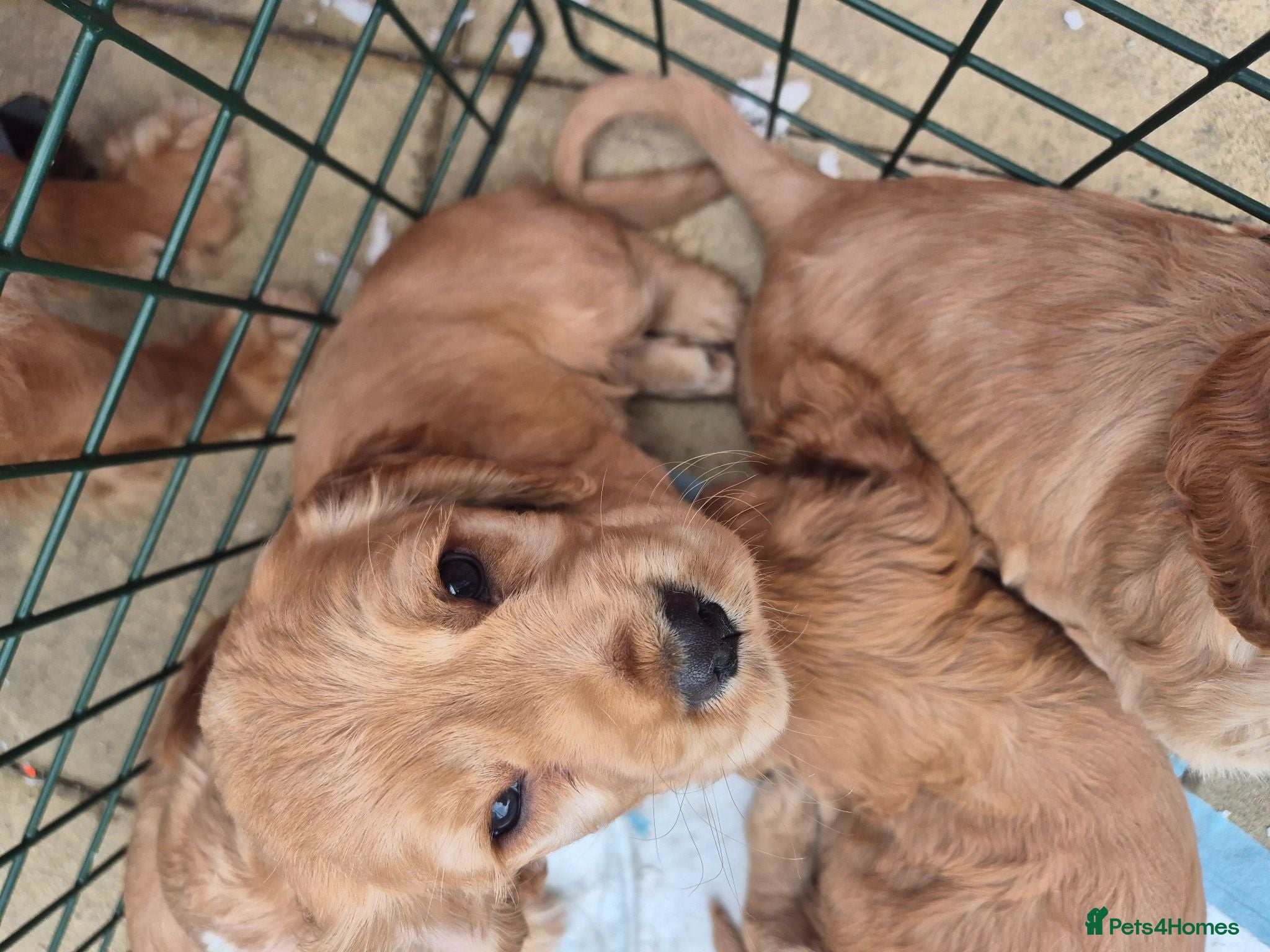 Cocker Spaniel dogs Cocker spaniels Barnsley area - Advert 2