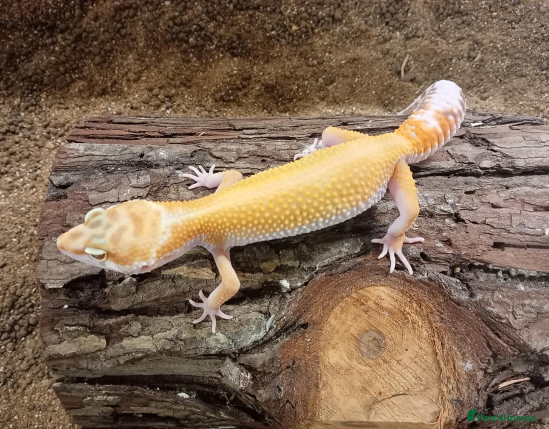 Leopard Gecko reptiles for sale: Leopard Gecko Juveniles Available CBUK - Advert 1