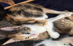 American Shorthair cats for sale: Beautiful 10 Weeks Old Kittens - Image 8