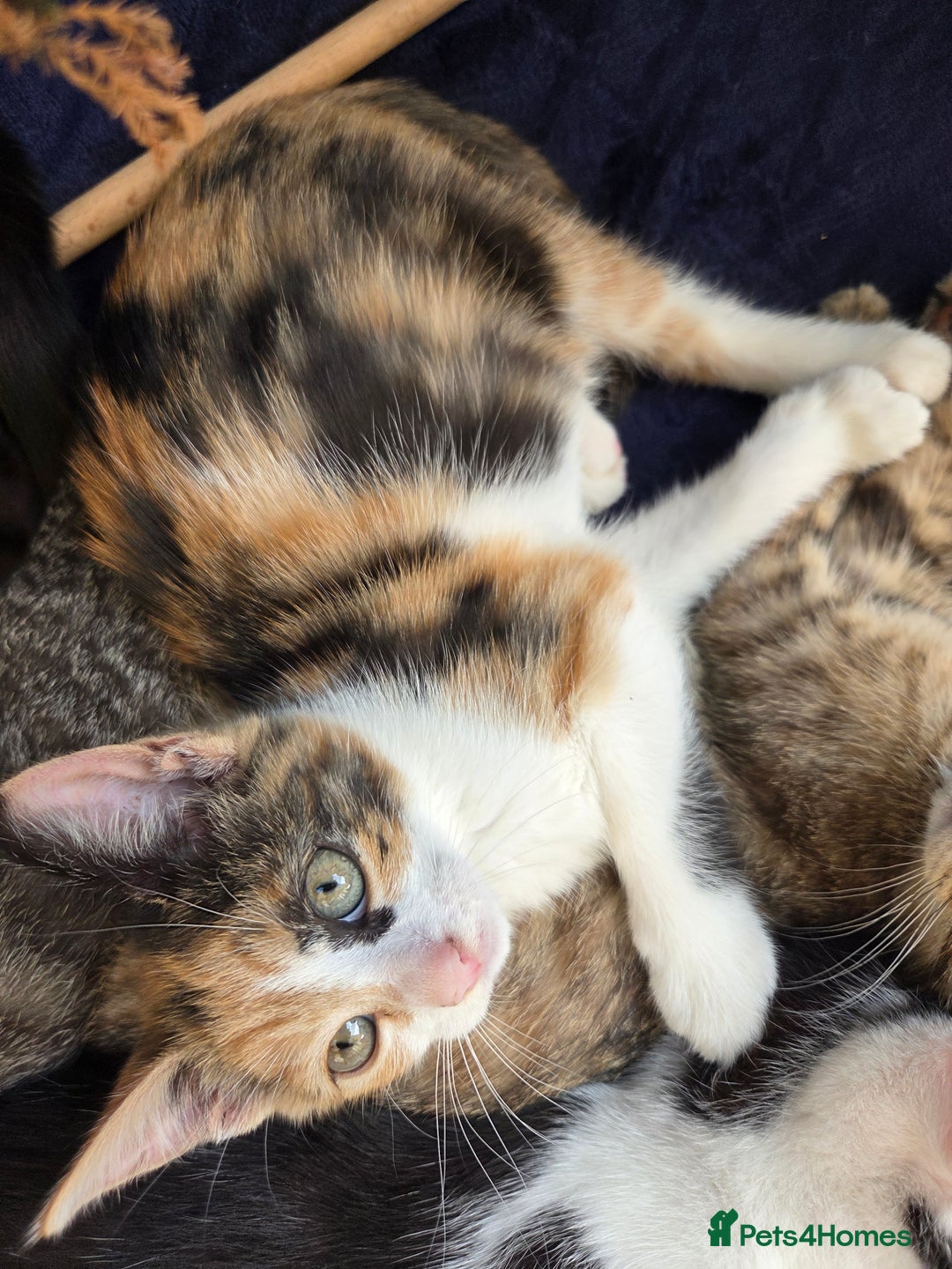 American Shorthair cats for sale: Beautiful 10 Weeks Old Kittens - Image 8