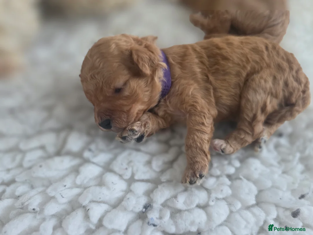Cavapoo dogs for sale: F1B Toy Cavapoo Puppies - Advert 17