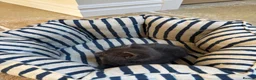 British Shorthair cats for sale: 2 Beautiful Kittens for sale - Blue Grey and Tabby - Advert 4