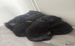 Labrador Retriever dogs for sale: 5 beautiful Labrador puppies - Image 4