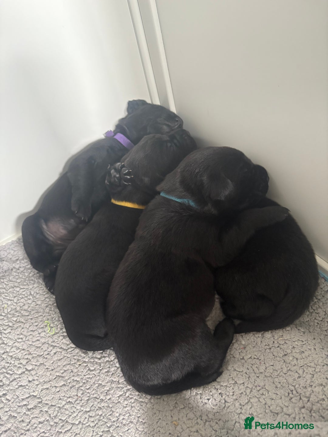 Labrador Retriever dogs for sale: 5 beautiful Labrador puppies - Image 4