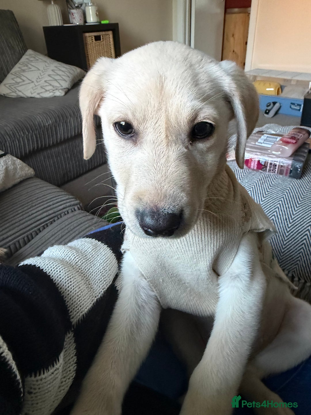 Labrador Retriever dogs for sale: Labrador puppy  - Advert 4