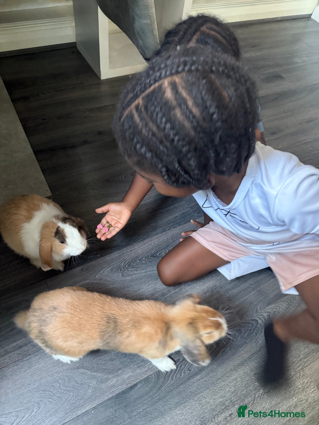Mini Lop rabbits for sale: Mini lop brothers - Advert 7