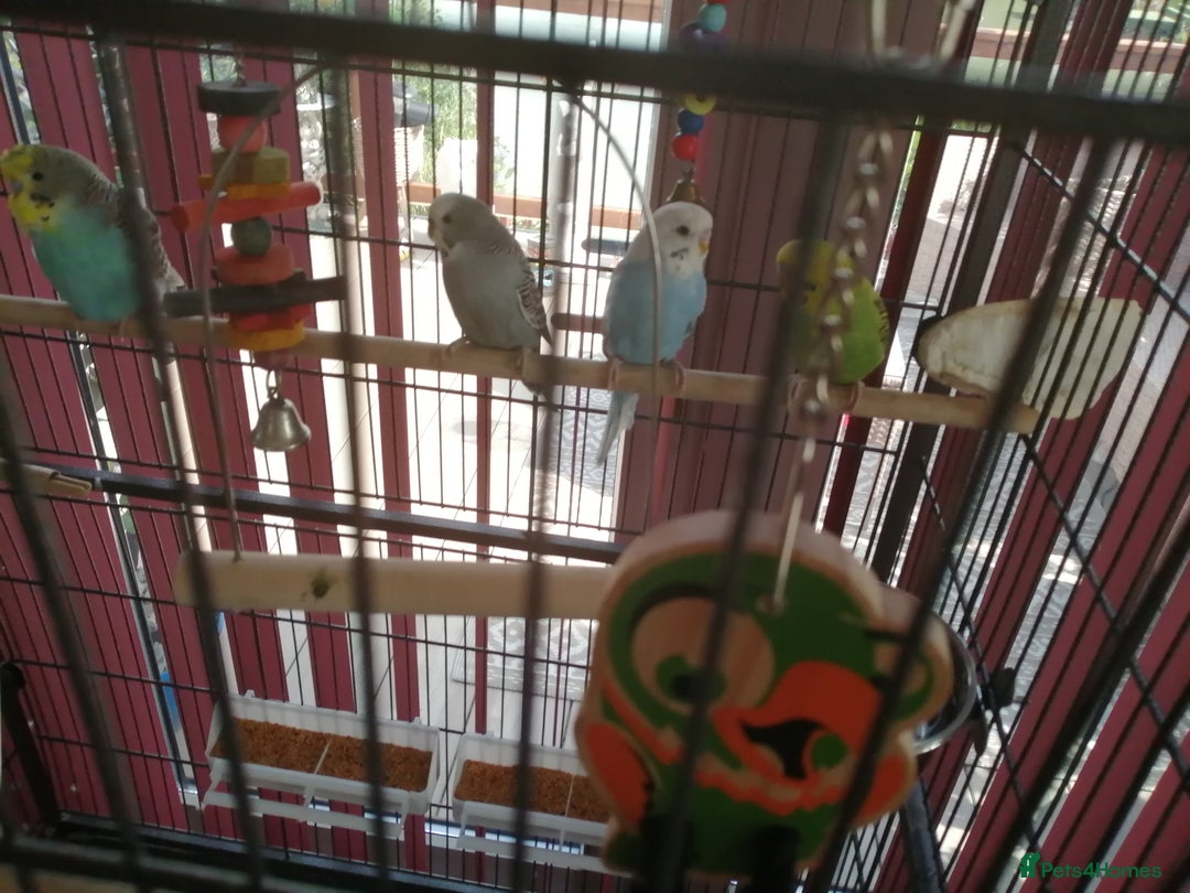 Budgerigars birds for sale: budgies for sale - Advert 18