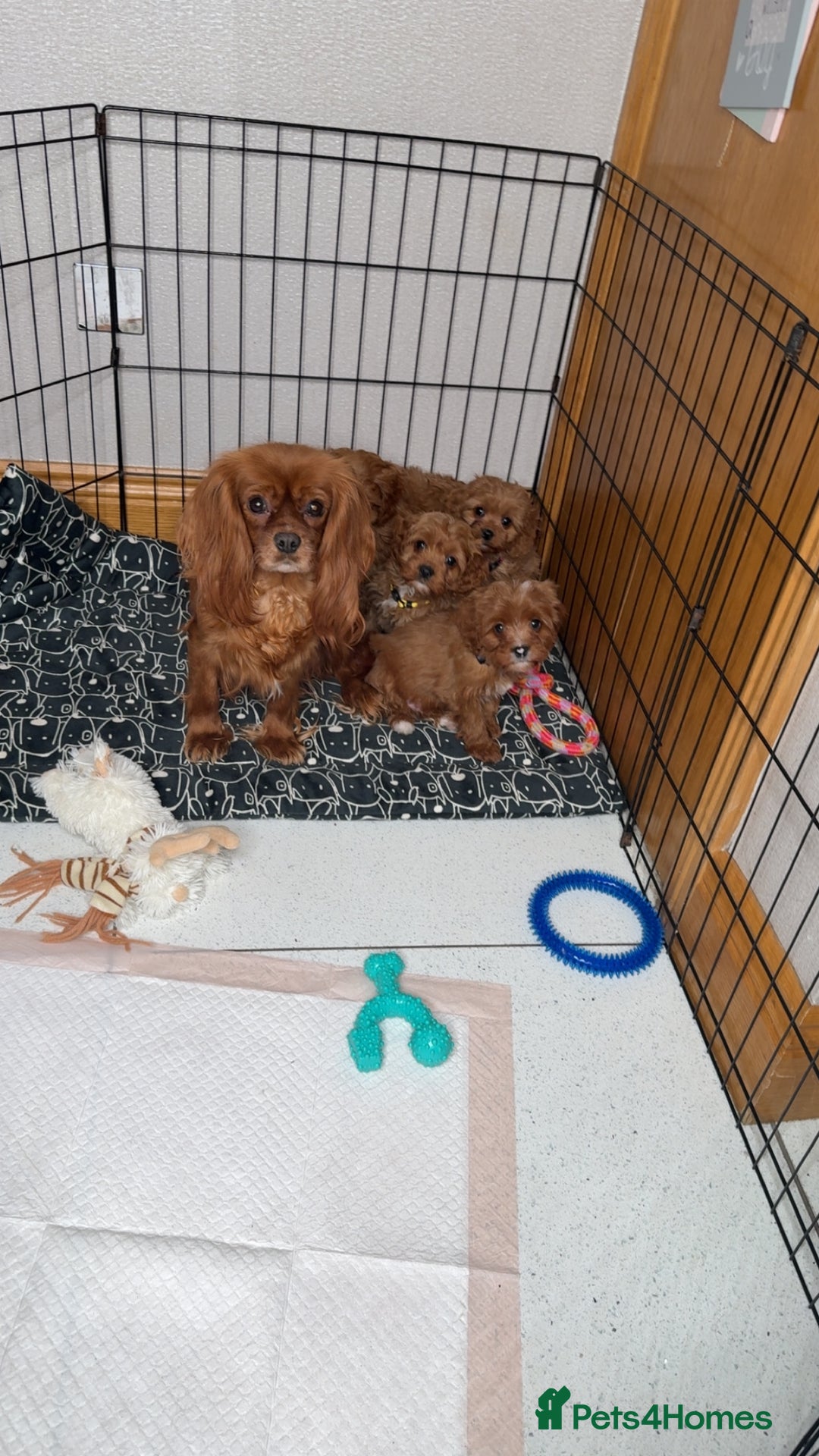 Cavapoo dogs for sale: Beautiful F1 Cavapoos - Advert 7