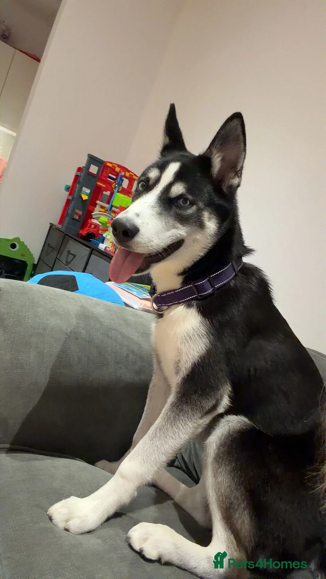 Siberian Husky dogs for sale: Siberian husky  - Advert 2