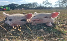 Pig livestock for sale: Gorgeous pet mini pigs for sale  - Image 2