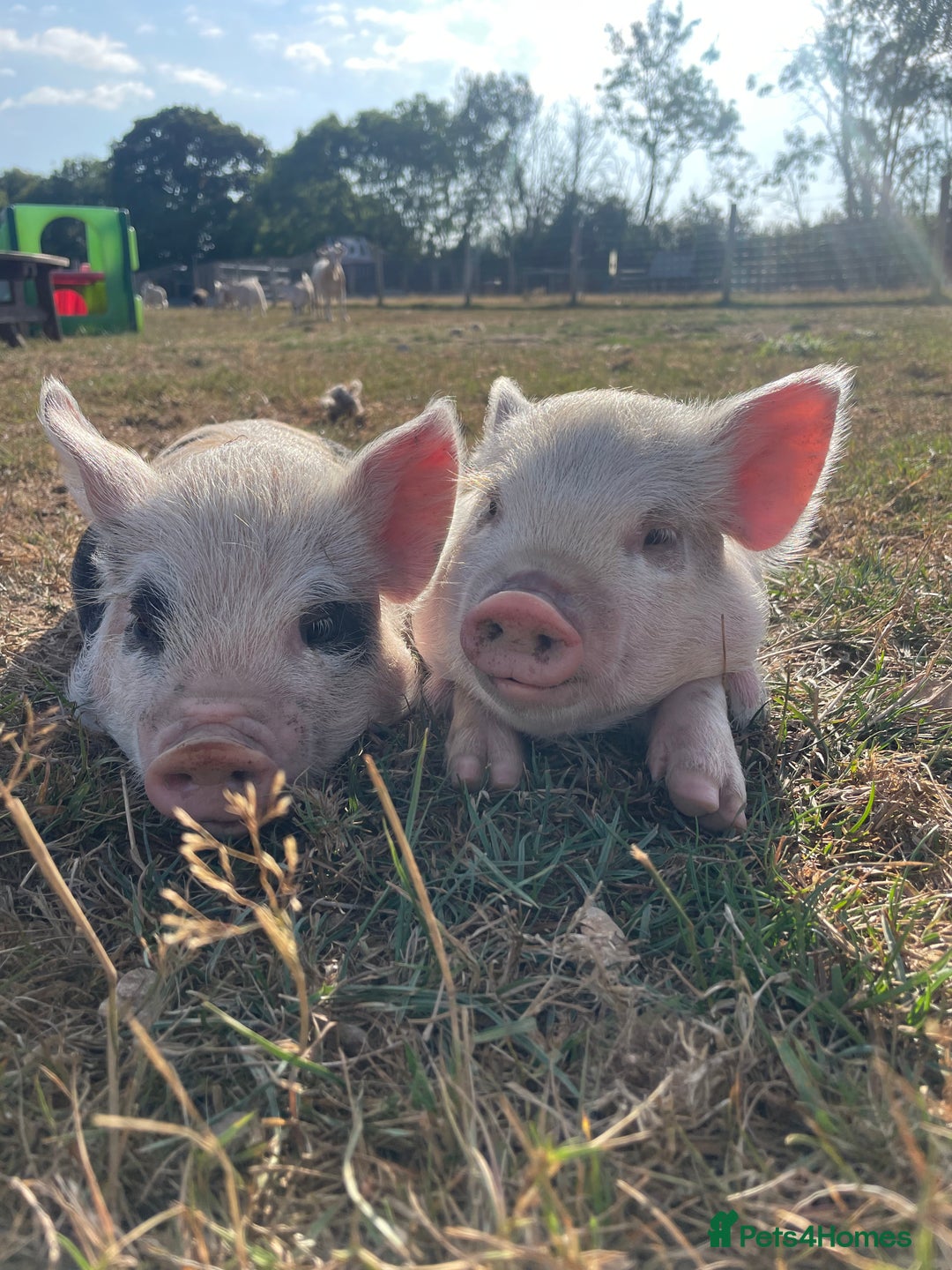Pig livestock for sale: Gorgeous pet mini pigs for sale  - Image 2