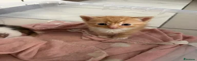 Ginger boy