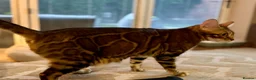 Bengal cats for sale: Stunning TICA Registered Snow Lynx Bengal Kittens - Advert 5