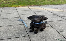 Labrador Retriever dogs for sale: 4 month old Black Labrador  - Image 2