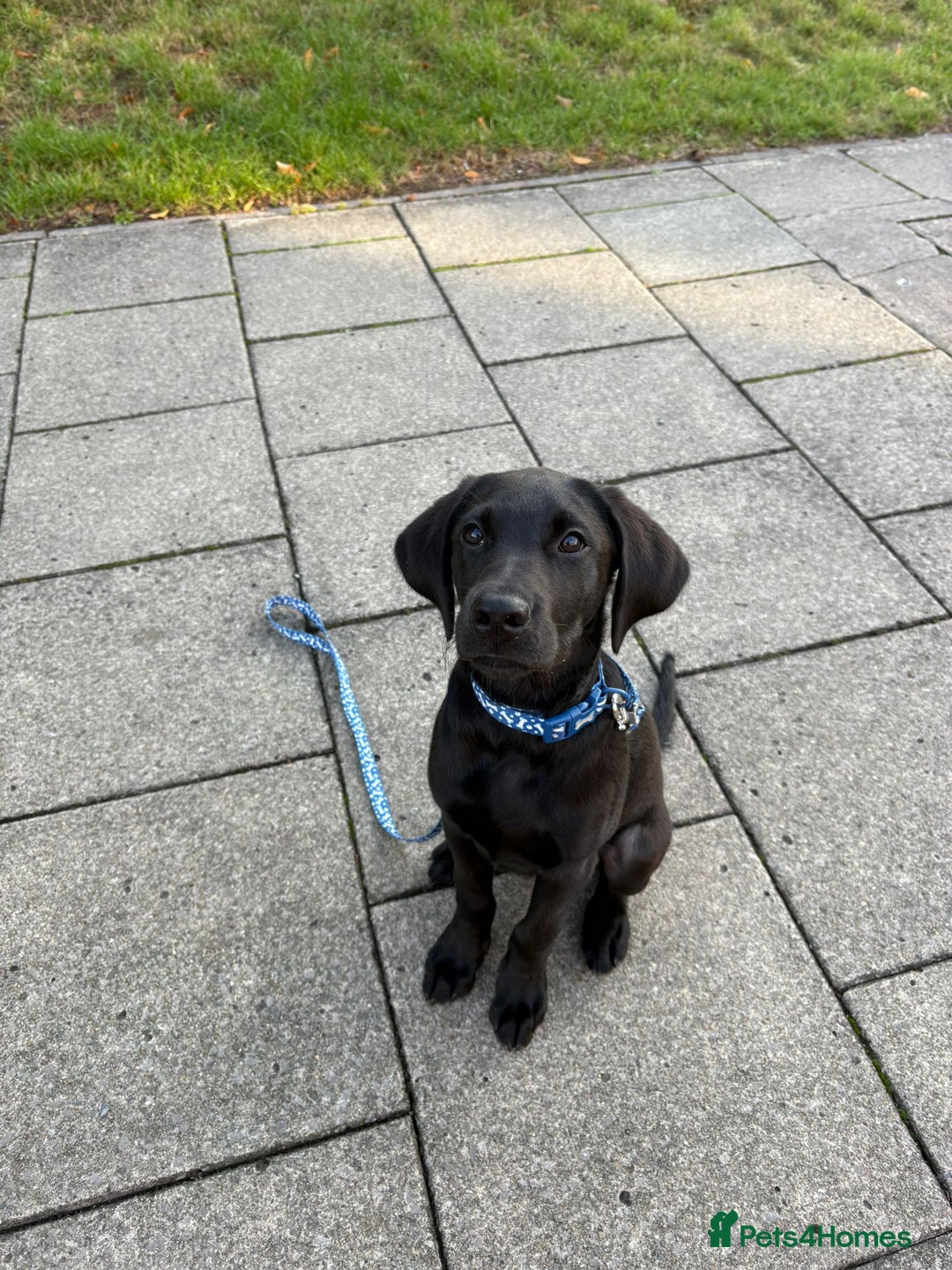 Labrador Retriever dogs for sale: 4 month old Black Labrador  - Image 2