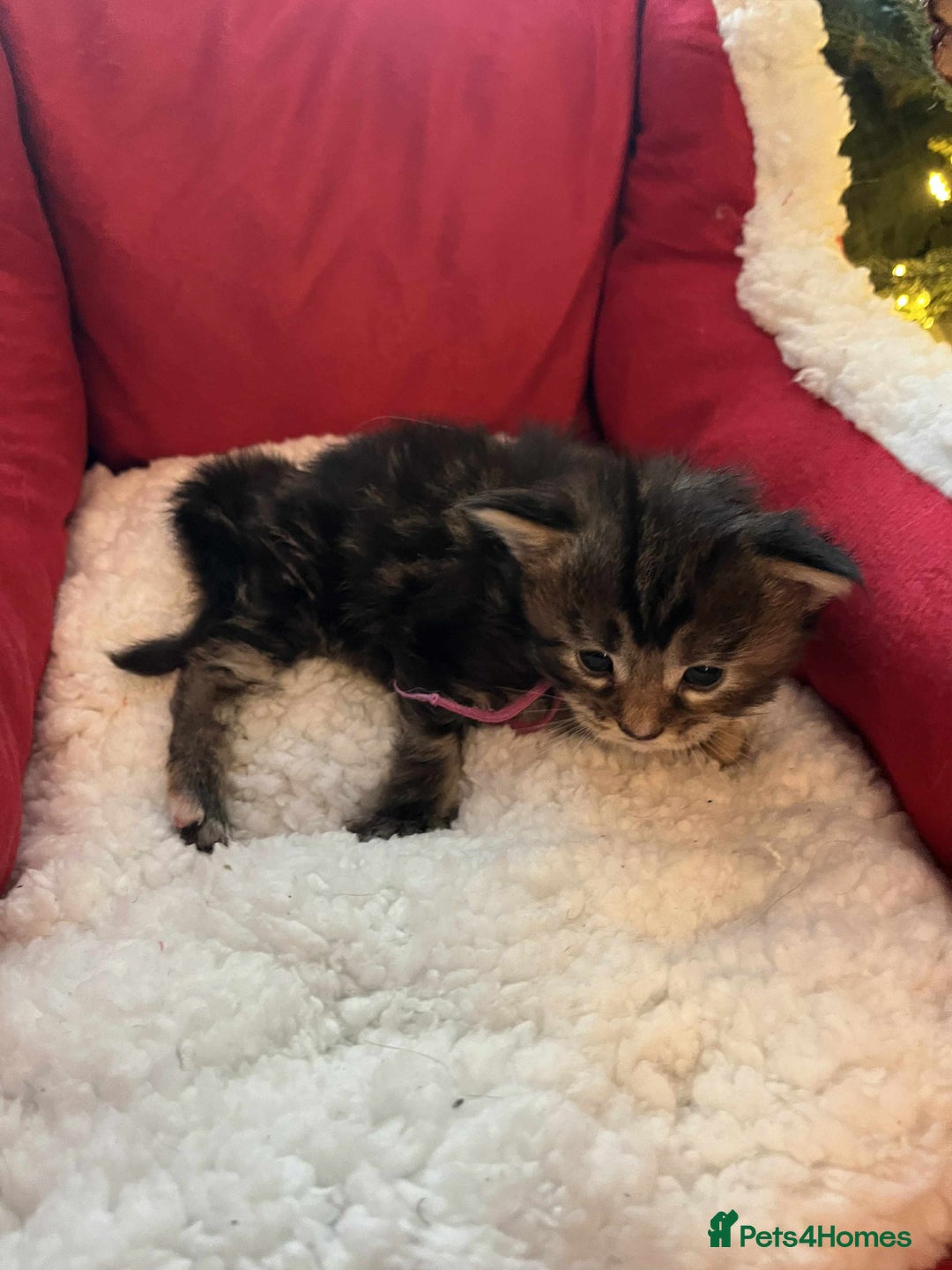 Maine Coon cats for sale: Pure Maine Coon Kittens - Advert 33