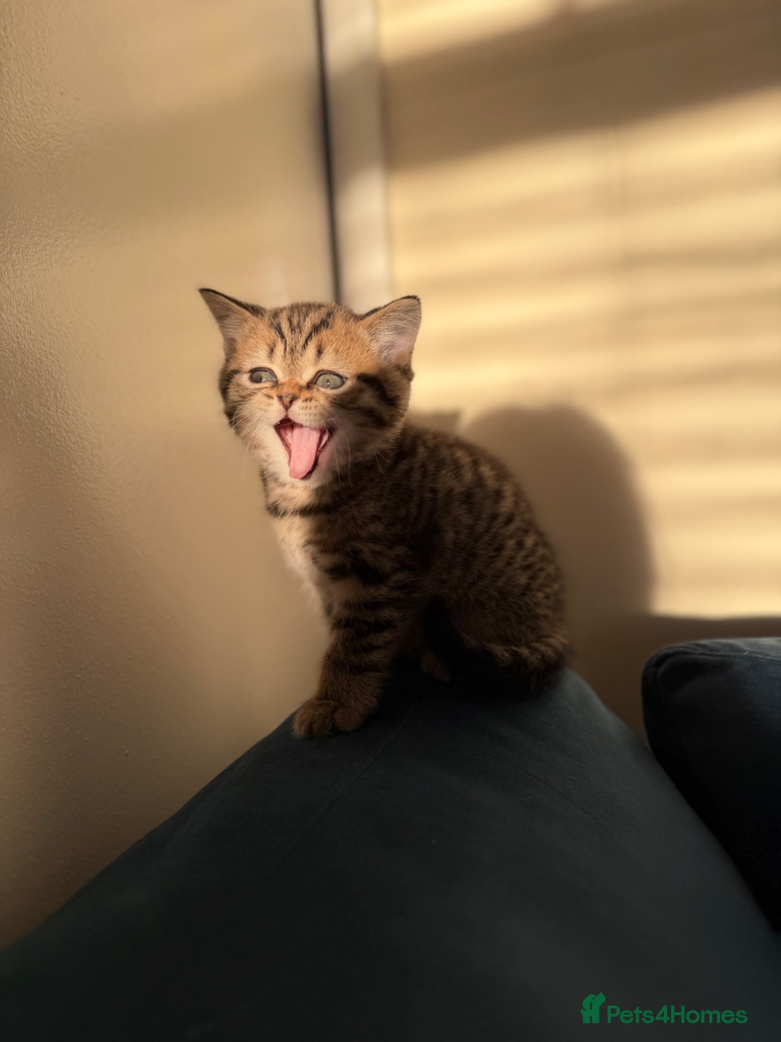 Scottish Fold cats Scottish fold black smoke kitten  - Advert 12