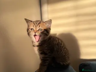 Scottish Fold cats Scottish fold black smoke kitten - Advert 12