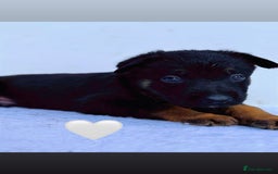 German Shepherd dogs for sale: Black Working Line German Shepherd Puppies - Image 9