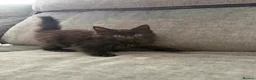 Maine Coon cats for sale: Mainecoon kittens  - Advert 6