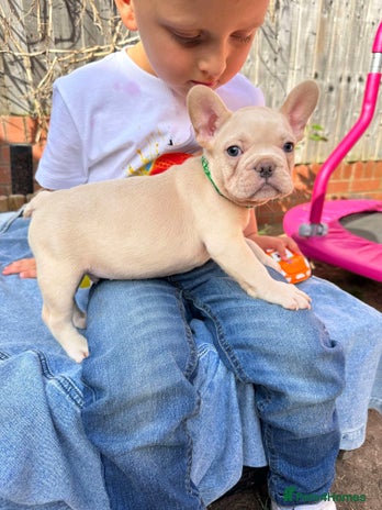 French Bulldog dogs in Telford - Advert 8
