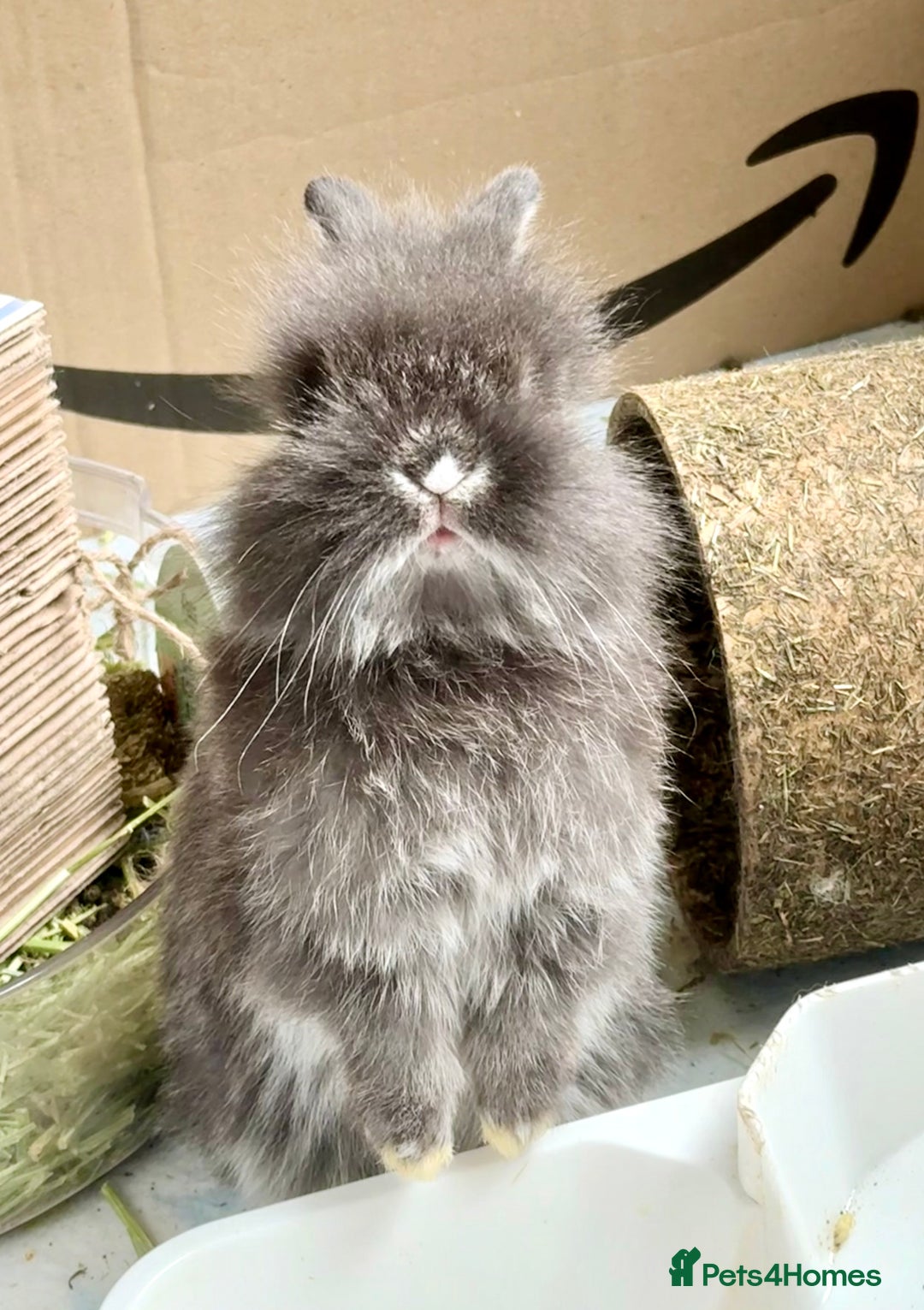 Lionhead rabbits for sale: Teddy Double & Single Lionhead Price starts at £35 - Image 24