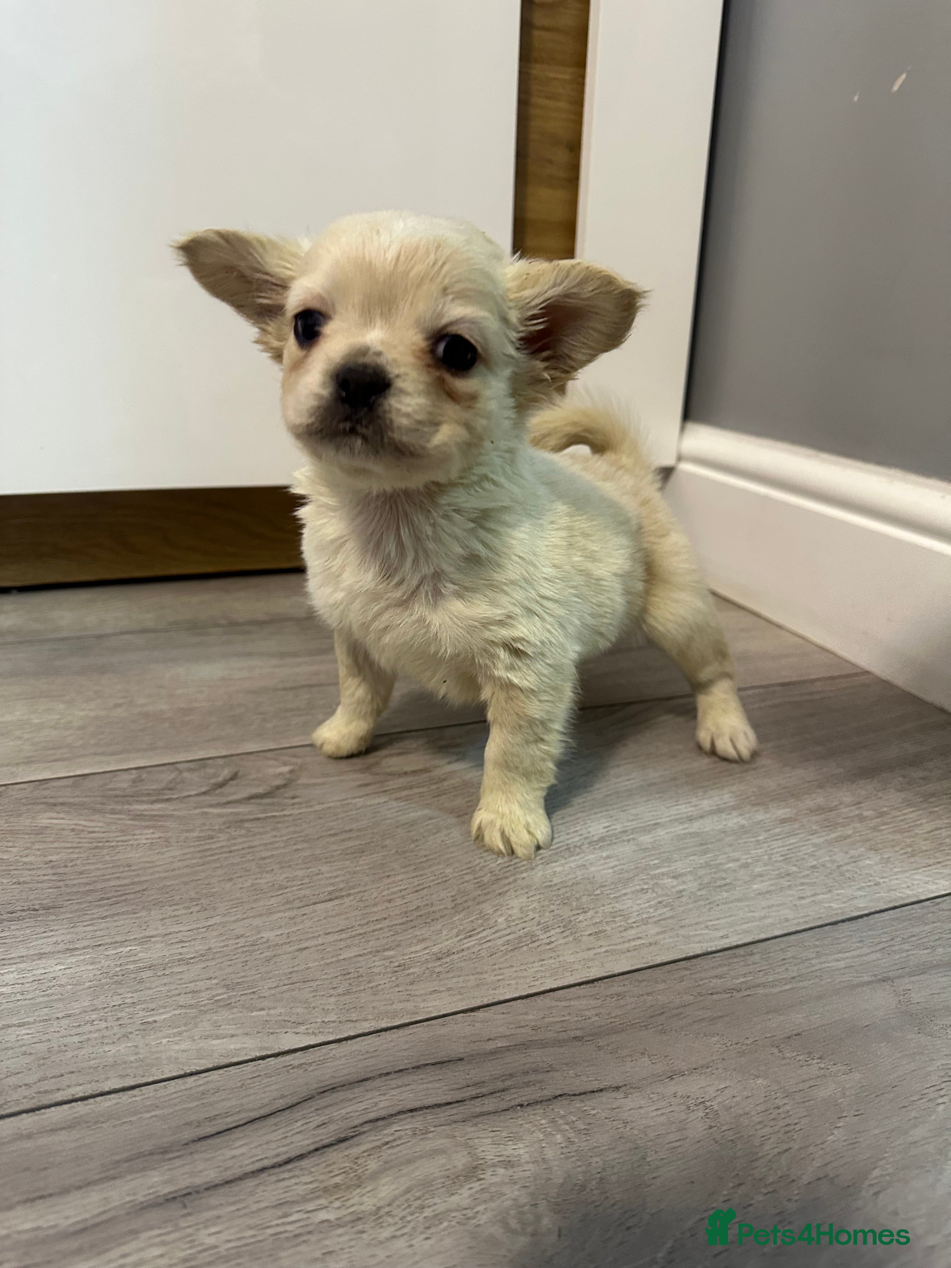 French Bulldog dogs French bulldog x Pups - Advert 15