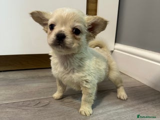 French Bulldog dogs French bulldog x Pups - Advert 15