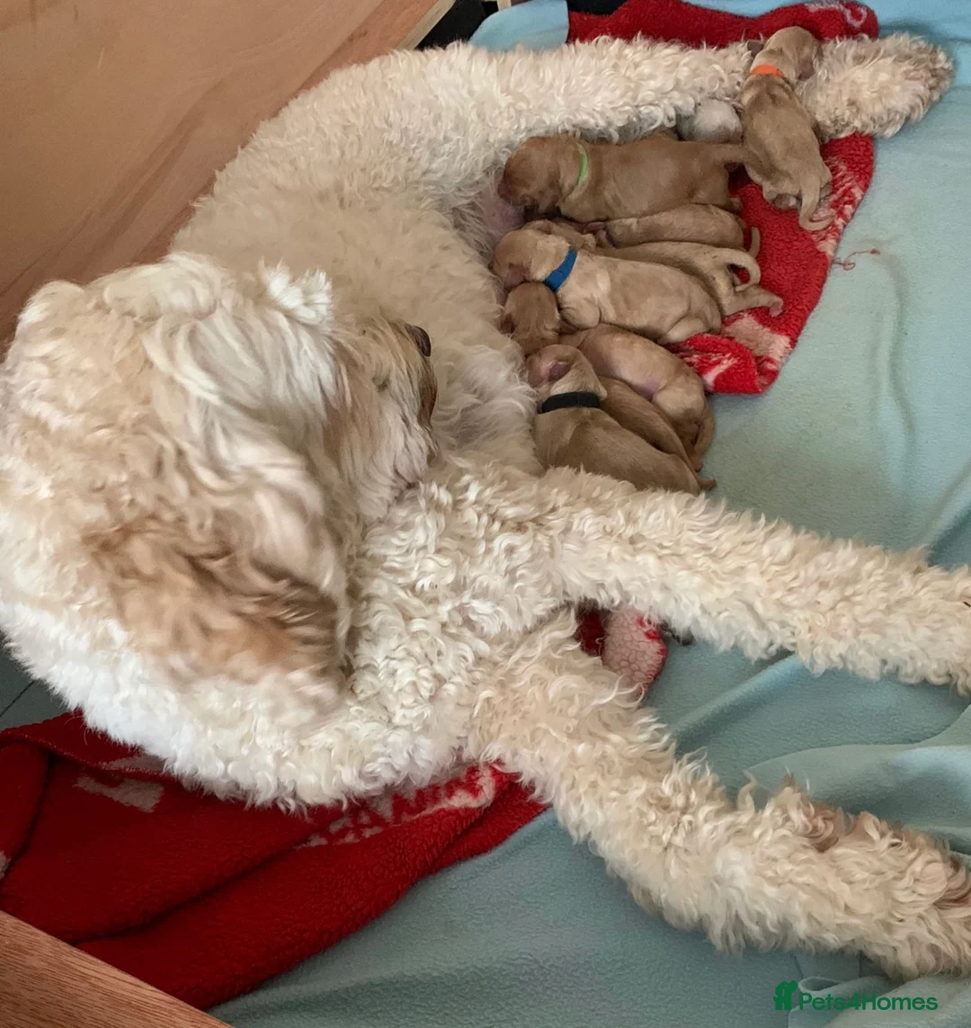 Labradoodle dogs for stud: Australian Labradoodle Stud (Health Tested) in Great Yarmouth - Advert 9