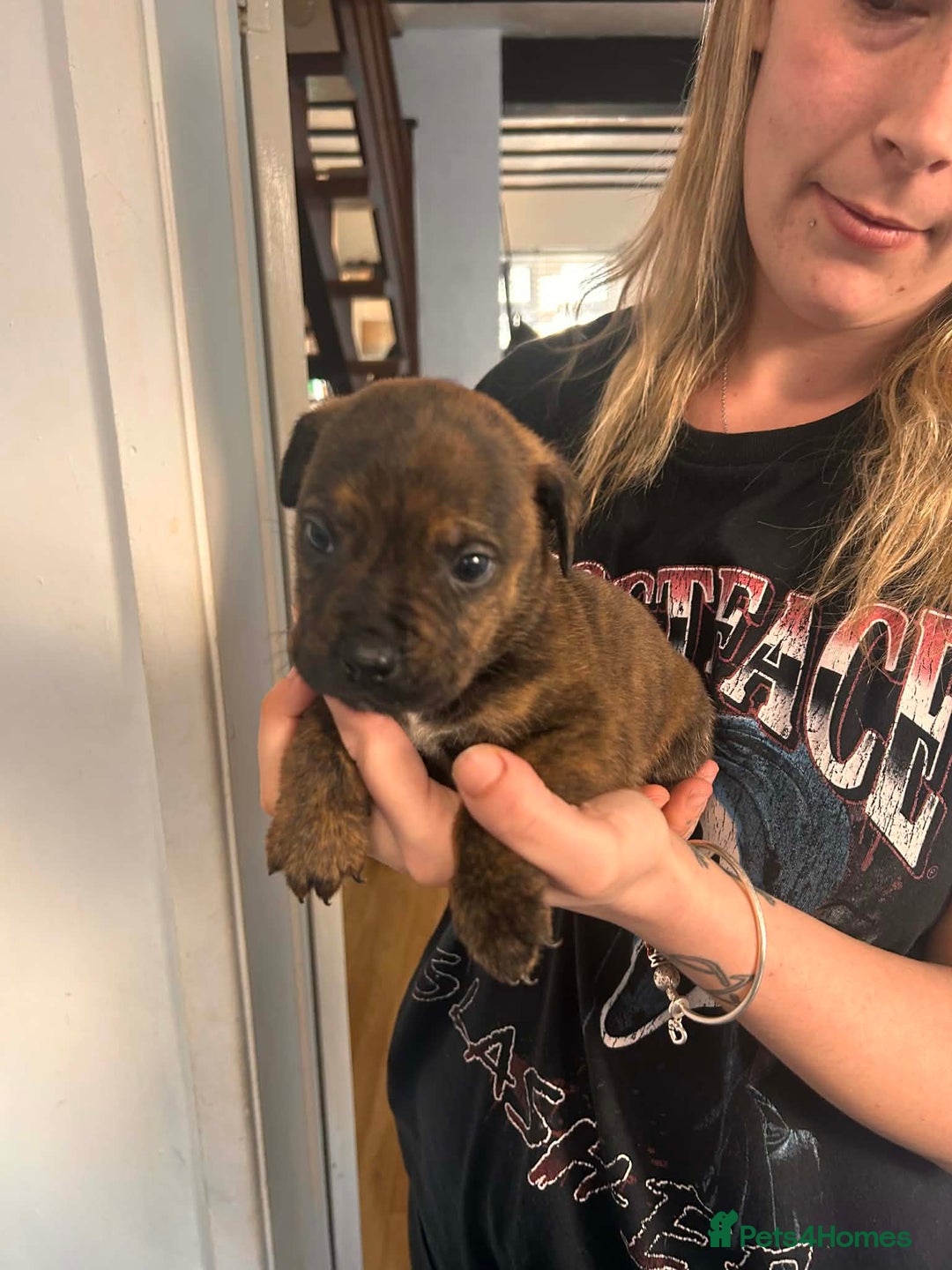 Mixed Breed dogs for sale: Beautiful Rottweiler x bullmastiff puppies - Advert 13