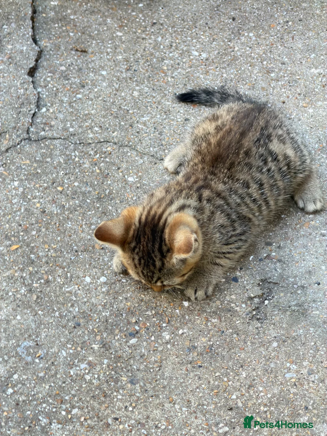 Bengal cats for sale: Hello - Advert 8
