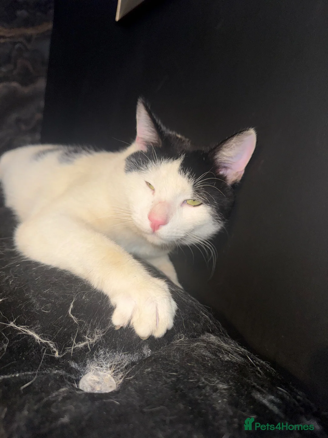 Mixed Breed cats for sale: 1 year old male  in Chelmsford - Advert 5