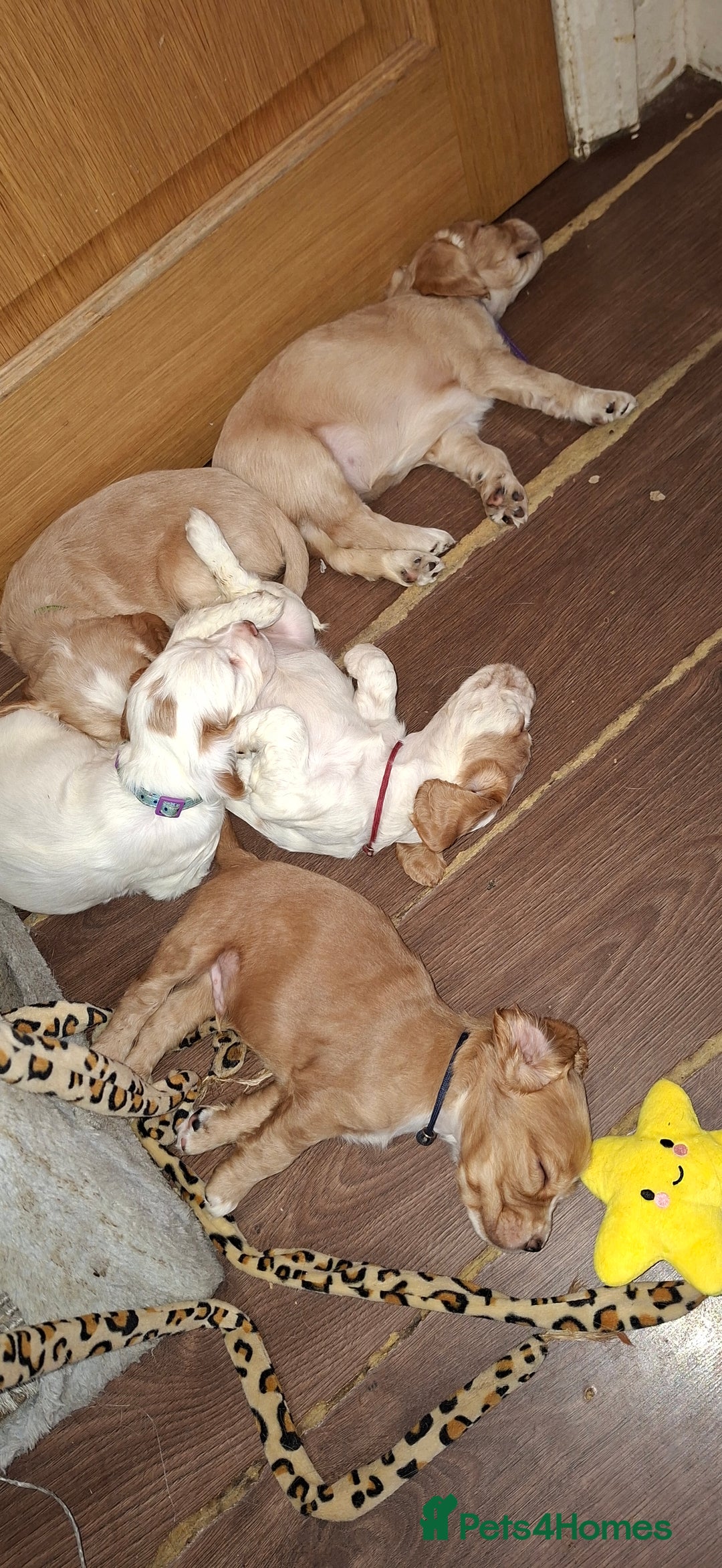 Cocker Spaniel dogs for sale: Beautiful kc registered working cocker pups  - Image 10