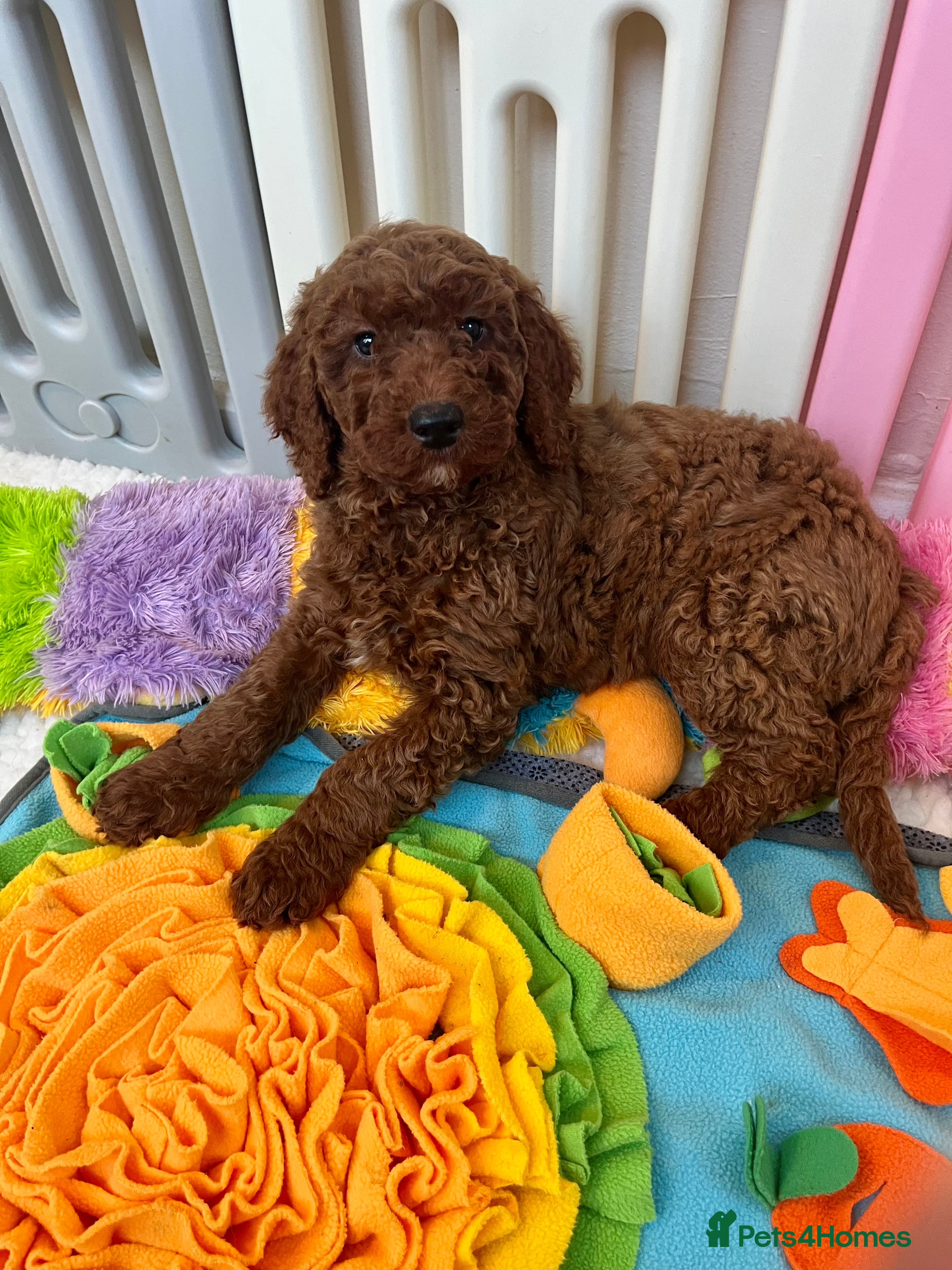 Goldendoodle dogs multigenerational Australian Golden doubledoodles - Advert 2