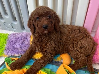 Goldendoodle dogs multigenerational Australian Golden doubledoodles - Advert 7