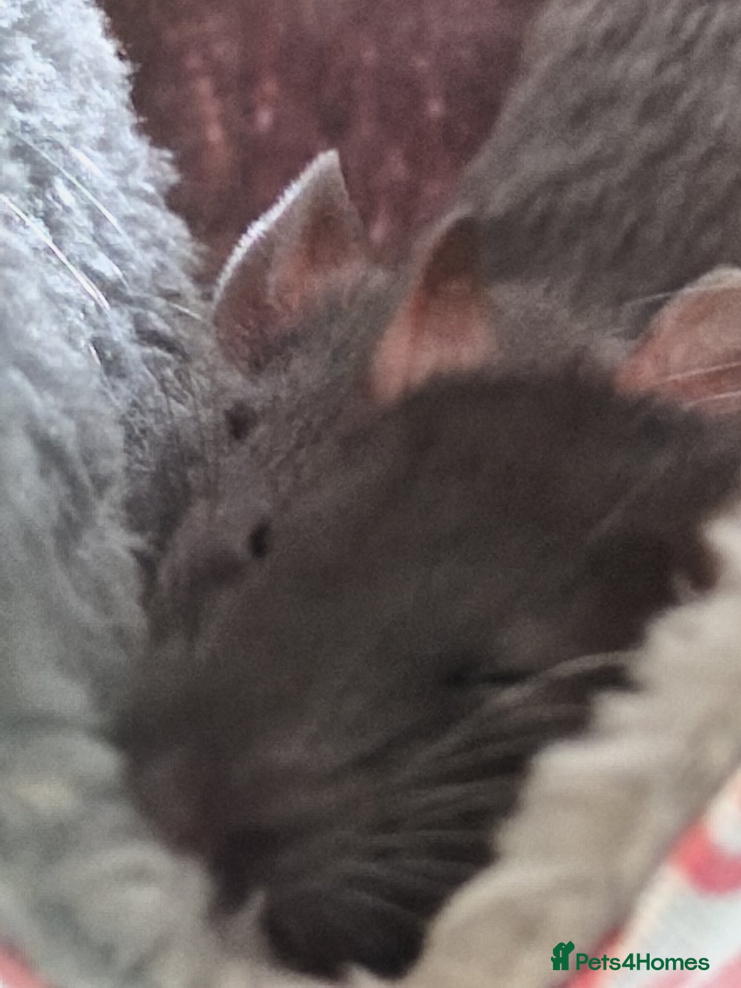 Rat rodents for sale: 4 gorgeous rats for adoption  - Advert 5