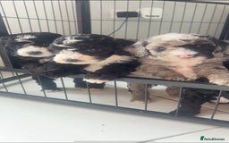 Cockapoo dogs for sale: Cockapoos  - Image 10