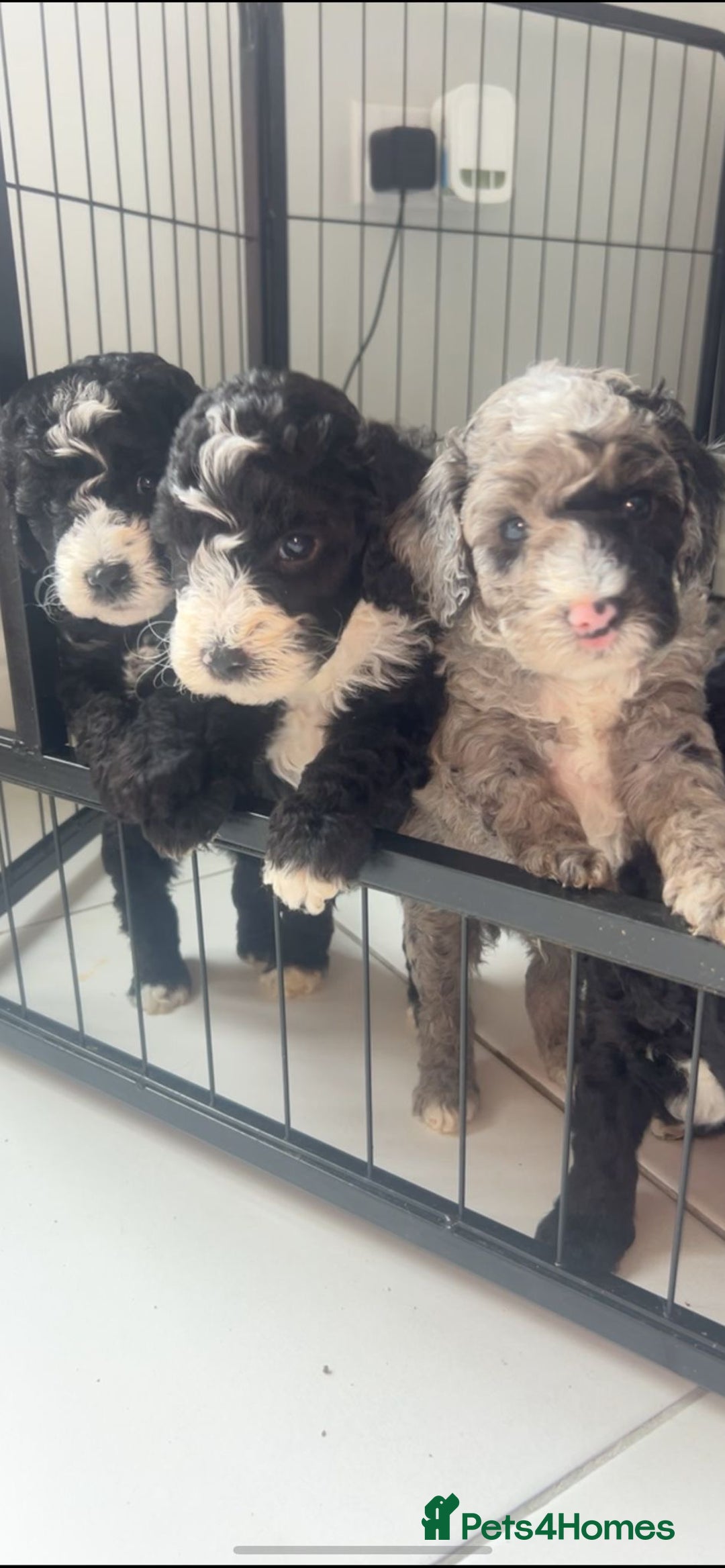 Cockapoo dogs for sale: Cockapoos  - Image 10