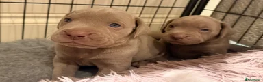 Puppy 2
