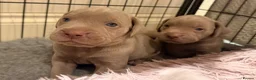 Mixed Breed dogs for sale: Beautiful Bullmaraner Puppies x 5  - Advert 26