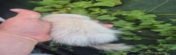 Ferret rodents for sale: 💚 Adorable well handled baby ferrets available 💚 - Advert 5