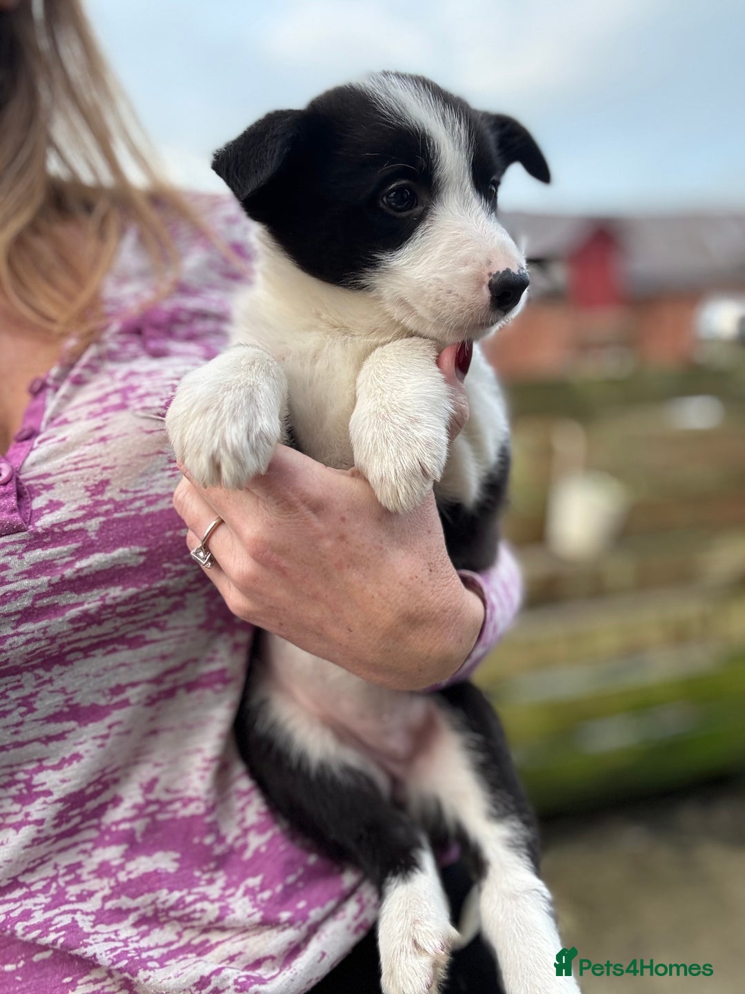 Border Collie dogs for sale: Pure Bred Border Collie Puppies For Sale - Advert 5