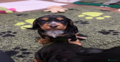 Cocker Spaniel dogs 2 super Black and Tan boy cocker spaniel puppies  - Advert 8