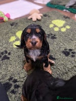 Cocker Spaniel dogs 2 super Black and Tan boy cocker spaniel puppies - Advert 8